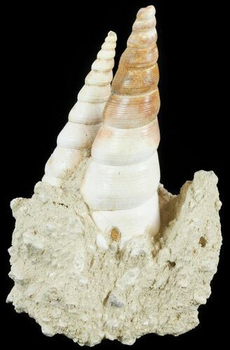 Fossil Gastropod (Haustator) Cluster - Damery, France #62522